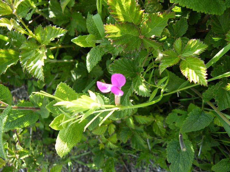 Larica-Lathyrus setifolius1.JPG